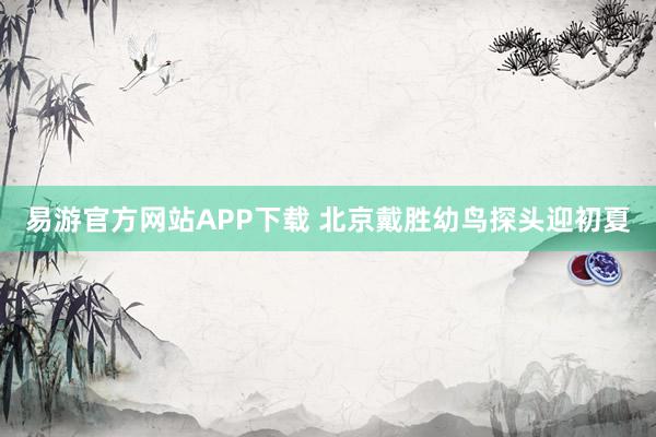 易游官方网站APP下载 北京戴胜幼鸟探头迎初夏